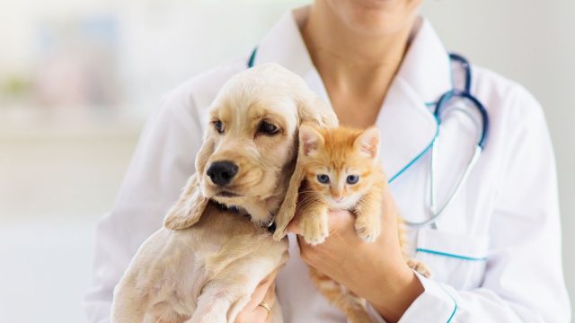 Pets and Pet Care